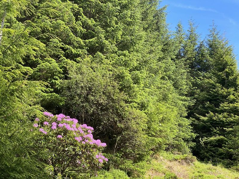 Picture of Forest Edge