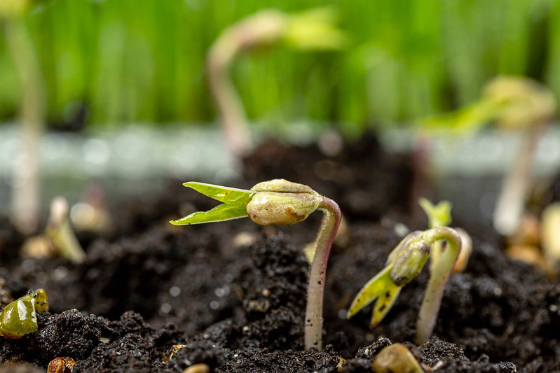 Seedling sprouting