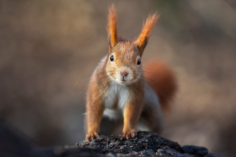 Squirrel
