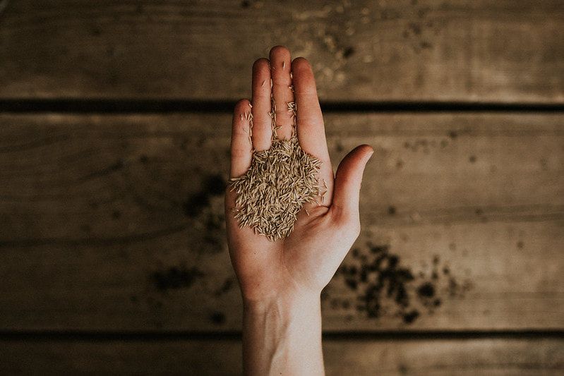 Grass Seeds