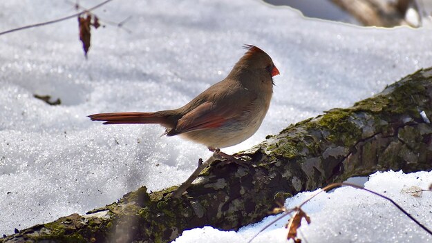 Northeastern Cardinal