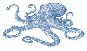 Octopus