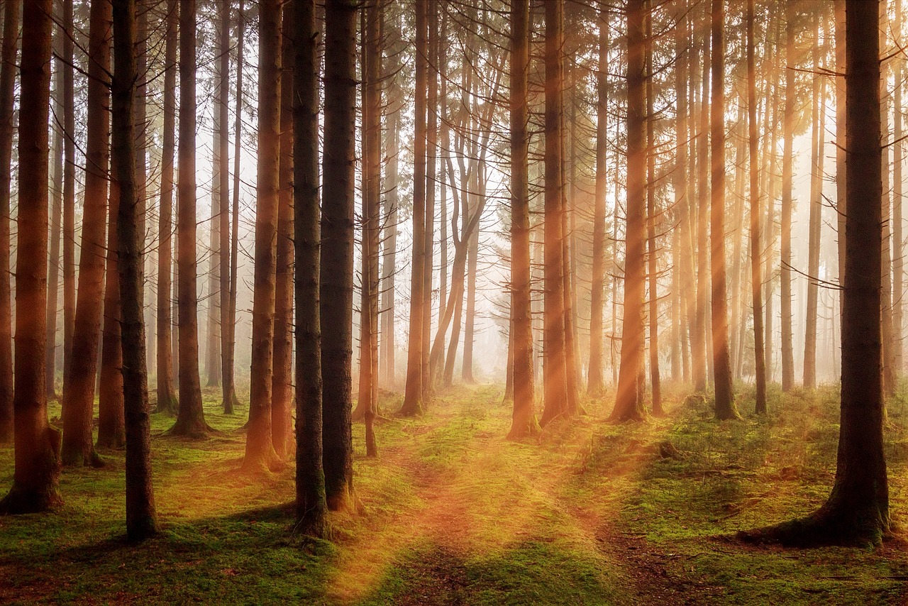 Forest with light shining through